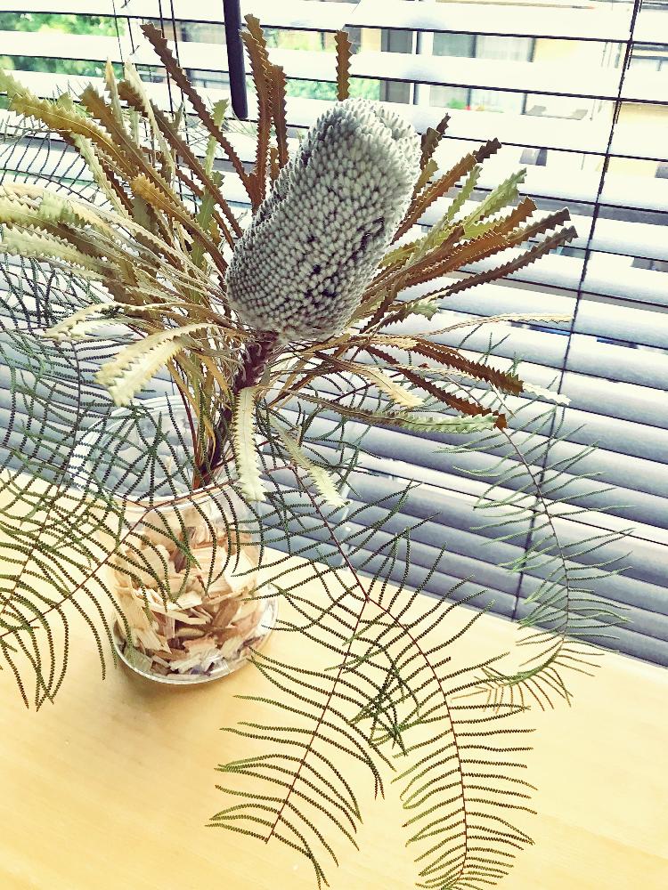 窓辺の画像 by サイババマンさん | 窓辺とみどりのある暮らしとWEEKEND FLOWERと観葉植物と植物のある暮らしとドライフラワーのある暮らしと植中毒とドライフラワーアレンジと花のある暮らしと秋のリビングフラワーとインテリアグリーンと『ドライフラワー』コンテスト