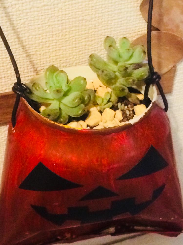 部屋の画像 by *いちごチョコ*さん | 部屋とブルービーンとセダム属と多肉植物と備忘録と多肉勉強中とかわいくなぁれと蒸れに注意と植え替えシーズン到来!とずっと見てられる♡と少しずつ秋の気配♡とハロウィンと植え替えと植中毒とタニラーとかわいいな♡とおおきくなあれと多肉初心者とセリアリメイクシートとセリアとリメ缶バッグ