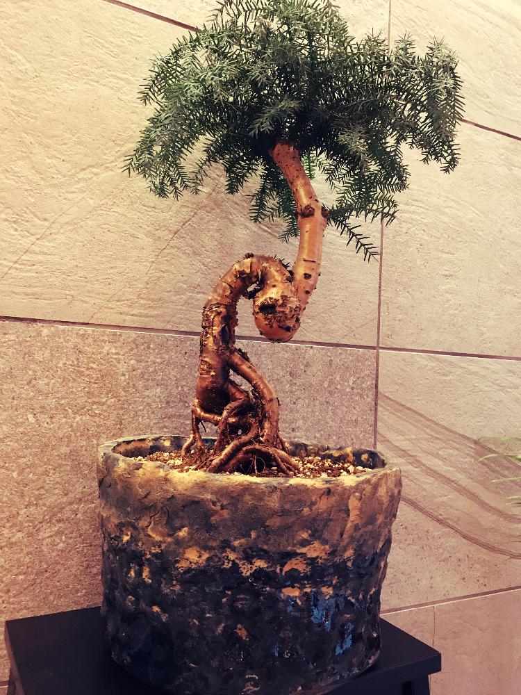 棚の画像 by aviさん | 棚とカニンガミーと『盆栽』コンテストと植中毒とタニラーと花のある暮らしとバルコニスト