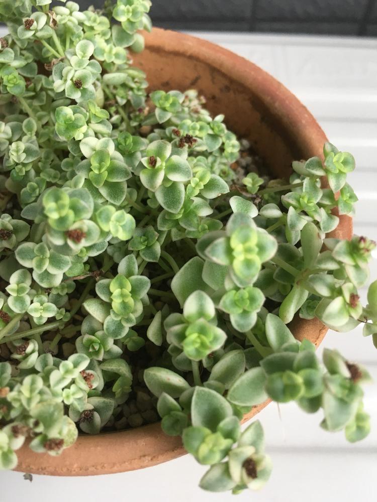 インテリアの画像 by cokeさん | インテリアとセダム属と多肉植物と植物のある暮らしと緑が好きと癒し…と可憐とリラックスと斑入り好き♡と花のある暮らしとかわいいな♡とすくすくと…