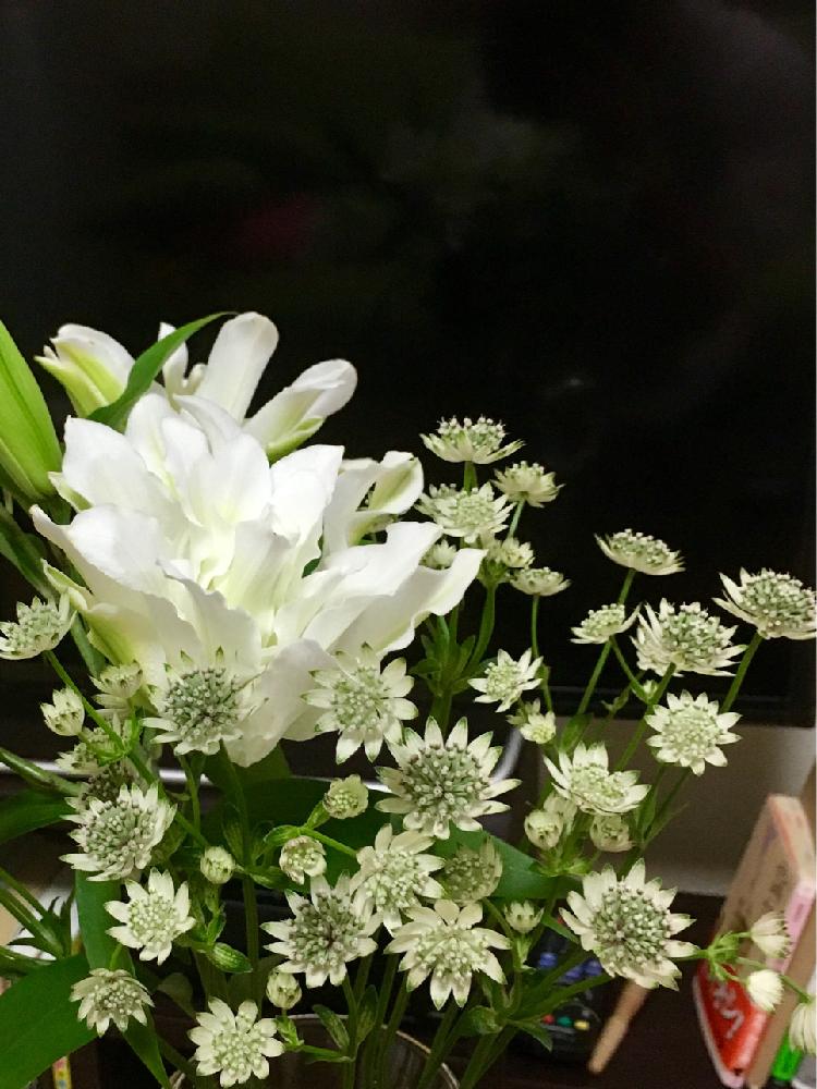 玄関の画像 by fayさん | 玄関とユリとアストランチアとマイウェディングと一目惚れと切花とお花屋さん巡りと玄関でお出迎えと植中毒と素敵な色合いと八重咲きと目の保養と今日からうちの子と花のある暮らしと秋のリビングフラワーと癒しの週末に♡とお花屋さん