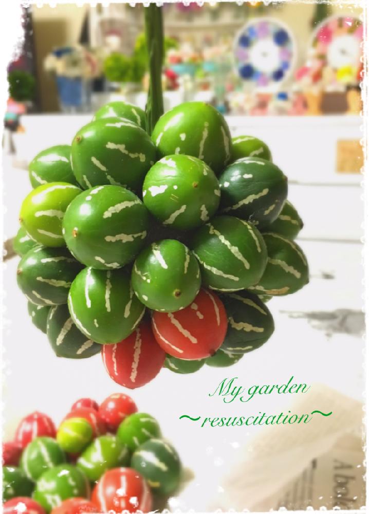 インテリアの画像 by hiromi【My garden ~resuscitation~】さん | インテリアとオキナワスズメウリと花のある暮らしとオキナワスズメウリ☆とオキナワスズメウリボールと秋のリビングフラワーと『玄関のお迎え植物』フォトコンテスト