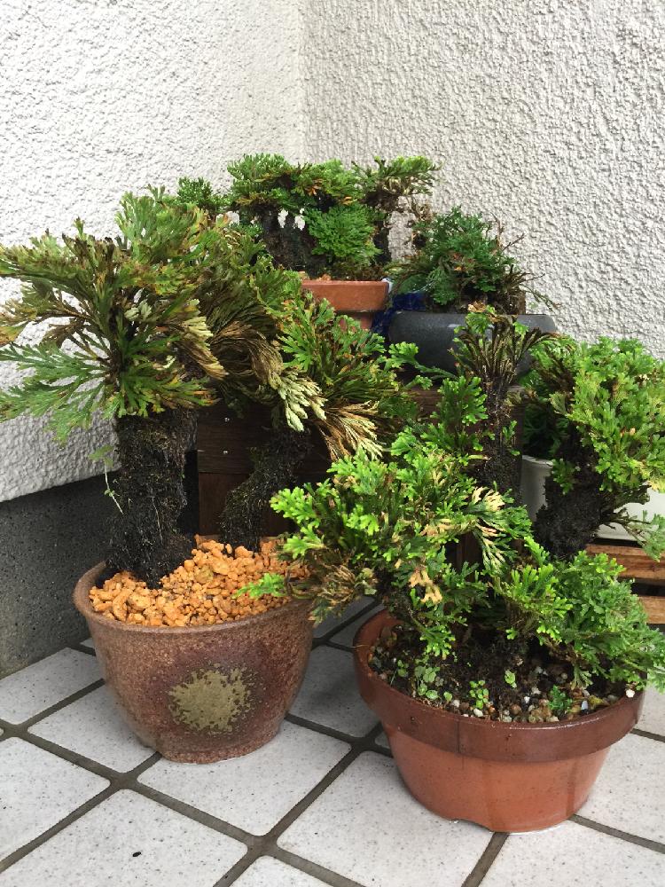 玄関の画像 by kanさん | 玄関と和の趣とHTC派遣と『盆栽』コンテストと今日の一枚とシダ植物と紅葉してると盆栽と普及シダを愛でる会