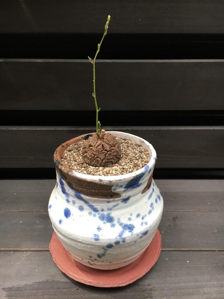 小さな庭の画像 by びおらんてさん | 小さな庭と亀甲竜と多肉植物とカッコいいと『盆栽』コンテストと植中毒と今日の一枚と美しいと塊根植物と鉢植えとワイルドと男前と盆栽風と亀甲竜。