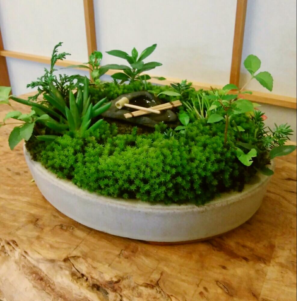 部屋の画像 by High Rollerさん | 部屋とスマホ撮影と苔 (コケ)と和風ティストと『盆栽』コンテストと今日の盆栽と植中毒と今日の一枚と水石とミニ盆栽と小品盆栽と豆盆栽と盆栽と多肉植物