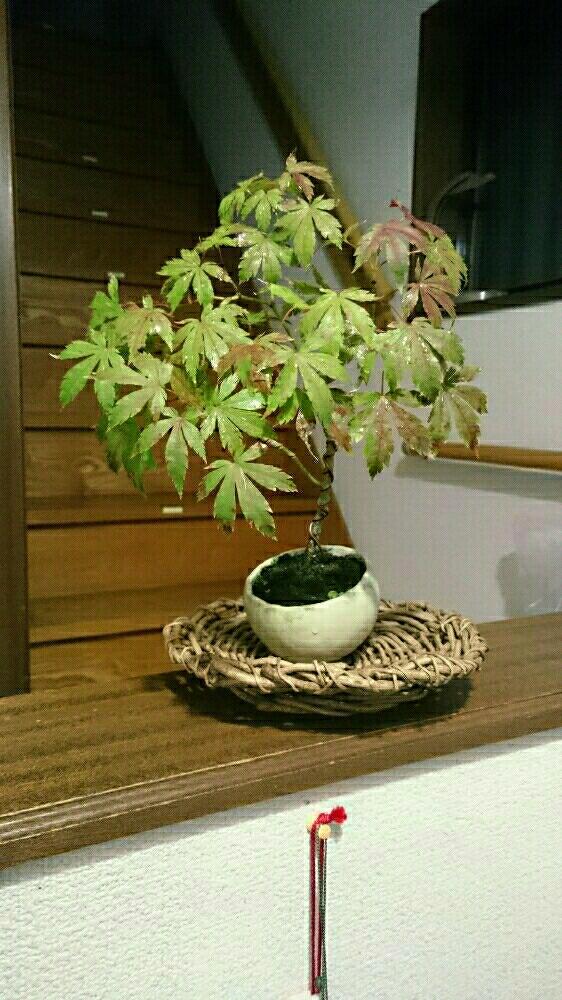玄関の画像 by northmanさん | 玄関とモミジと『盆栽』コンテストと紅葉(こうよう)と盆栽