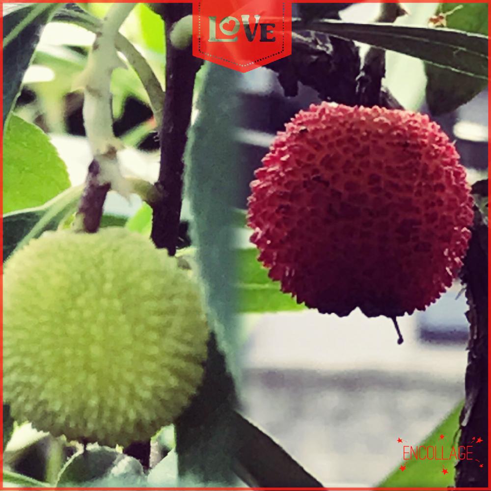 小さな庭の画像 by ☆*:Yoo:*☆♪さん | 小さな庭といちごの木。とほっこり♡と植物と植中毒と可愛いと苺の木とストロベリーツリー。
