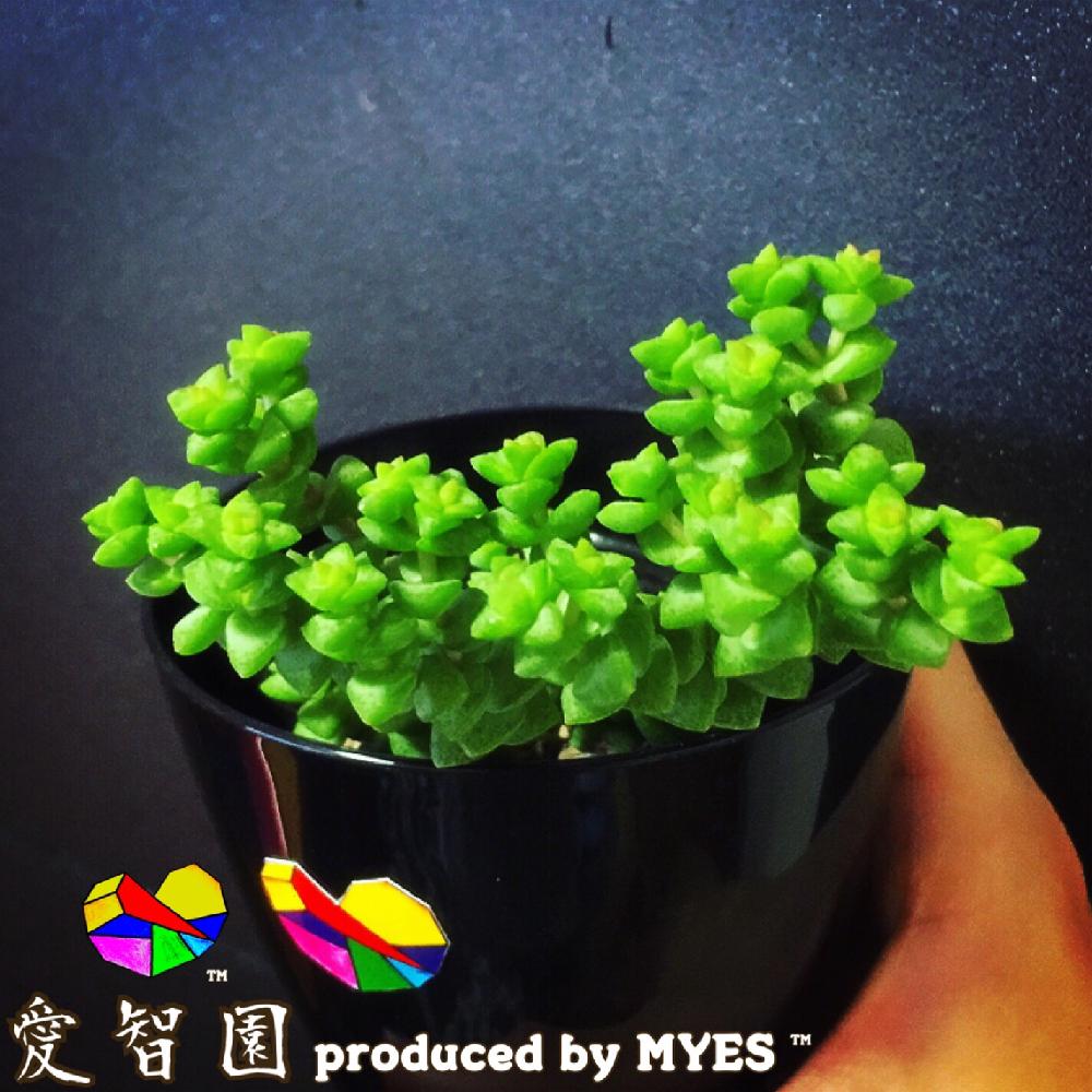 テラスの画像 by 愛智園 produced by MYES™️さん | テラスと小米星と愛智園と多肉植物と男前植物とお星様シリーズと多肉ちゃんとお星様と植中毒と多肉避難と多肉植物とサボテンとタニラーと花のある暮らしとクラッスラとベンケイソウ科とアウトドアリビングとMYES™️と男前とあめふりとバルコニストと 小米星
