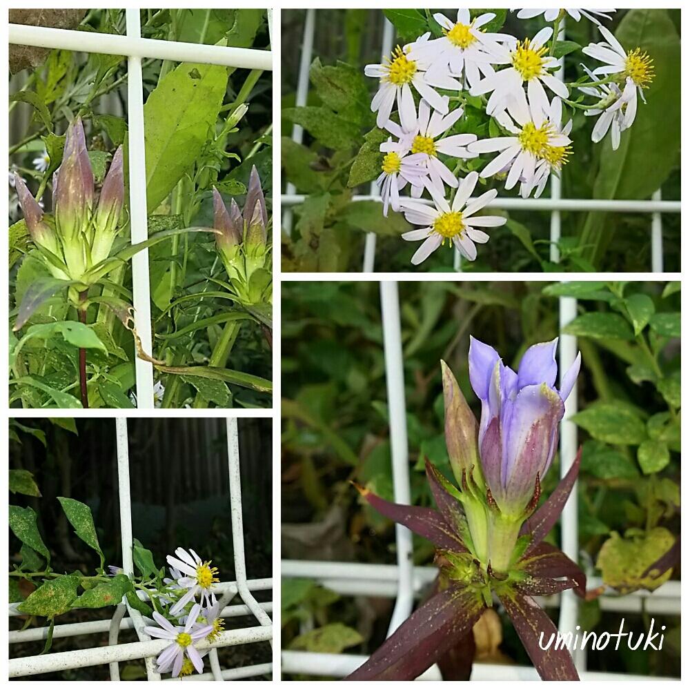 お出かけ先の画像 by 海の月さん | お出かけ先とリンドウとカントウヨメナとリンドウのようと野菊のようと野菊の墓