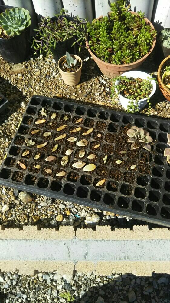 小さな庭の画像 by 夏恋さん | 小さな庭と多肉植物雨ざらしと多肉超超初心者と多肉超初心者と多肉寄せ植えとタニク初心者と葉挿しと多肉初心者