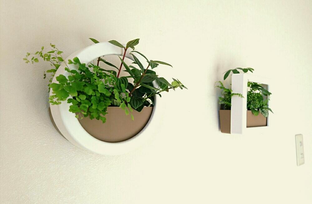 部屋の画像 by yamaさん | 部屋とデコレアフレームと植えましたと観葉植物と『玄関のお迎え植物』フォトコンテスト