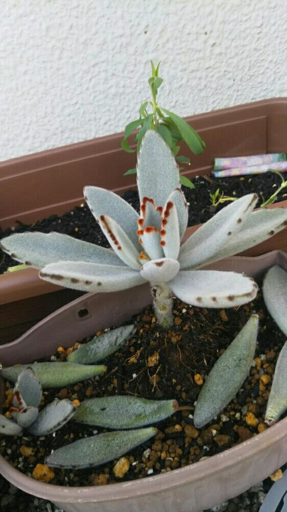 小さな庭の画像 by 夏恋さん | 小さな庭と月兎耳と多肉植物雨ざらしと多肉超超初心者と多肉超初心者と多肉寄せ植えとタニク初心者と葉挿しと多肉初心者と多肉棚を作りたい!!
