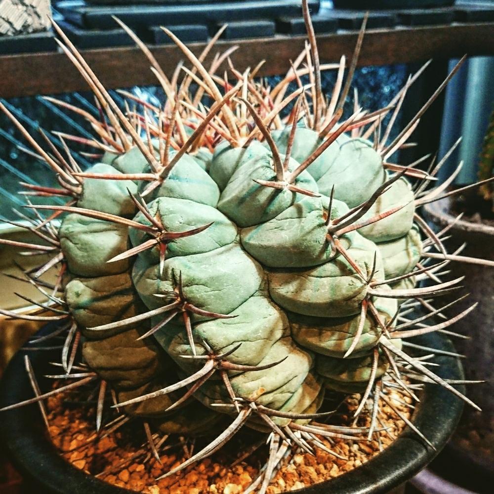 インテリアの画像 by エフクオーレ都島店さん | インテリアとテロカクタス・天晃と多肉植物とCodexとエフクオーレとno green no lifeと植中毒と今日の一枚と塊根植物とテロカクタス属と珍奇植物と暴れ多肉と花のある暮らし