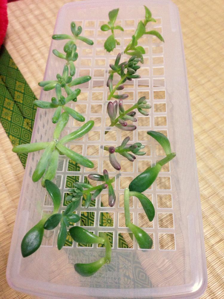 和室の画像 by よよこさん | 和室と春萌と乙女心とオーロラと熊童子と茎挿しと多肉植物と多肉初心者とチョンパ