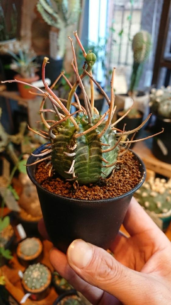 インテリアの画像 by エフクオーレ都島店さん | インテリアと多肉植物とCodexとエフクオーレとno green no lifeと植中毒と今日の一枚と塊根植物と珍奇植物と暴れ多肉と花のある暮らしとユーフォルビアとバリダ ユーフォルビア