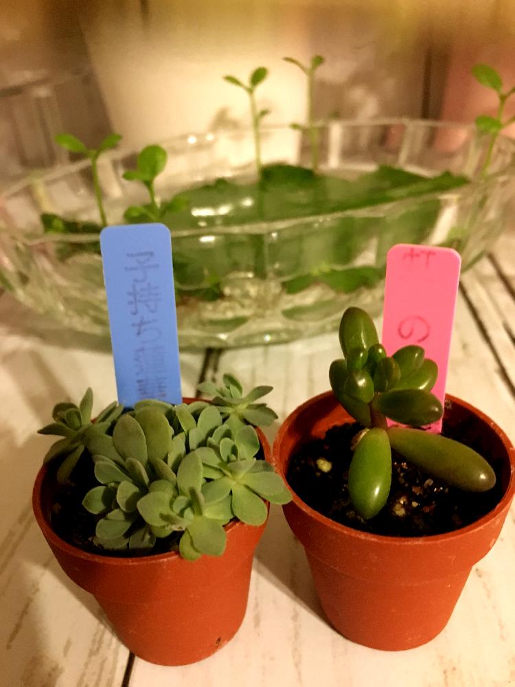 部屋の画像 by らららさん | 部屋と子持ち蓮華と虹の玉と幸せの葉っぱと大切に育てたい!とボタニカルライフと多肉ライフとGET!とgs初心者と癒しと誰かおしえて!とHappy Lifeと可愛い多肉ちゃん❤︎と相談と多肉女子と仲間入り♡とアドバイスあったらお願いしますと上手に育てたい