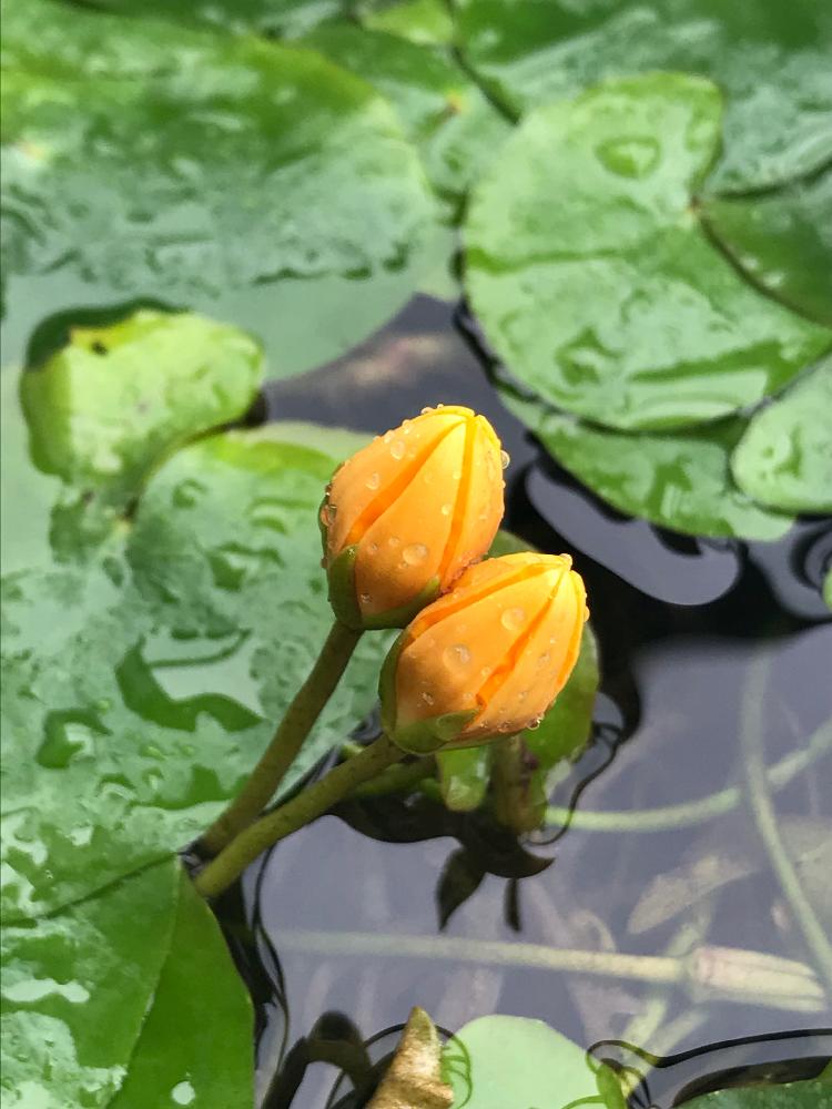 バルコニー/ベランダの画像 by ことりさん | バルコニー/ベランダとアサザと水生植物と花のある暮らし