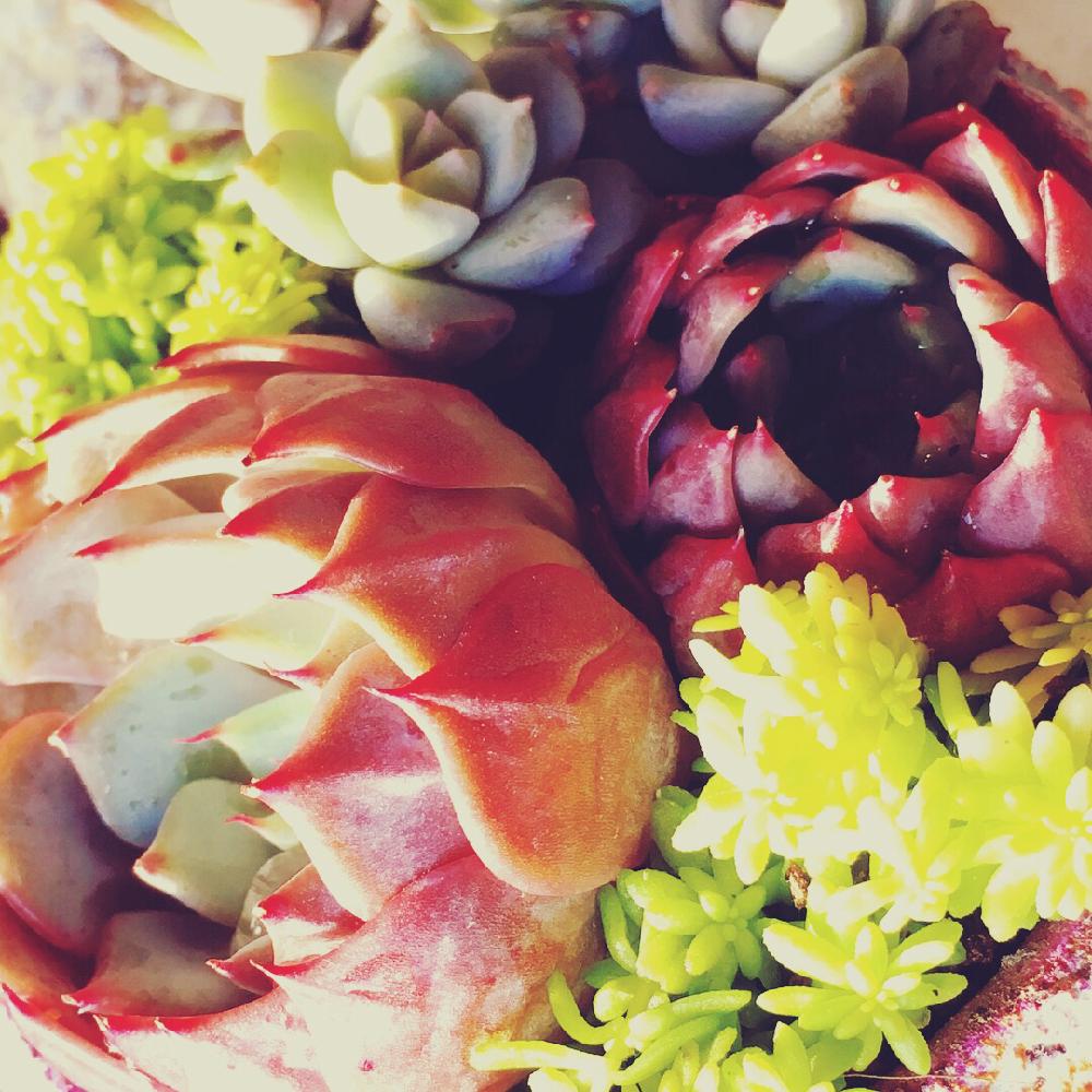 バルコニー/ベランダの画像 by はなさん | バルコニー/ベランダとcocobangとsabongと『多肉植物の寄せ植え』コンテストと『紅葉多肉』フォトコンテストとタニラーとバルコニスト