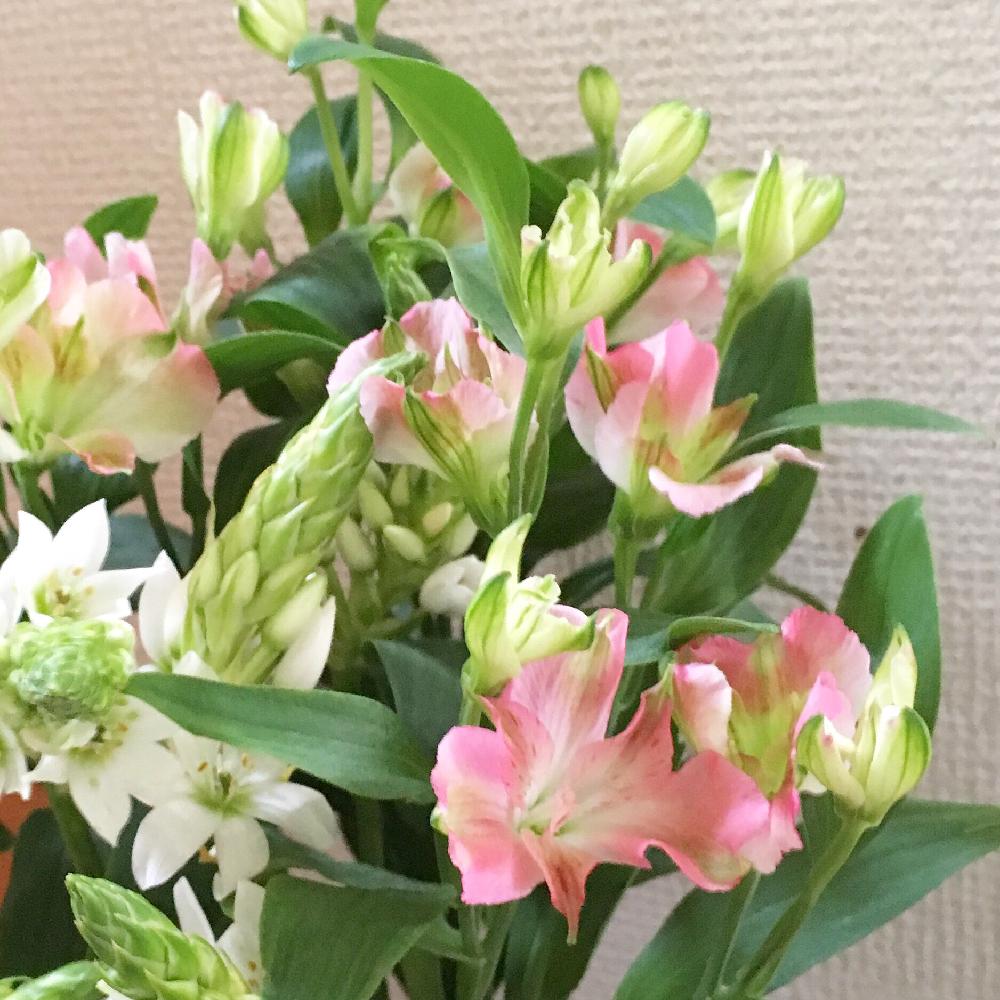 部屋の画像 by Michiko*さん | 部屋とオーニソガラムとアルストロメリアと花のある暮らし