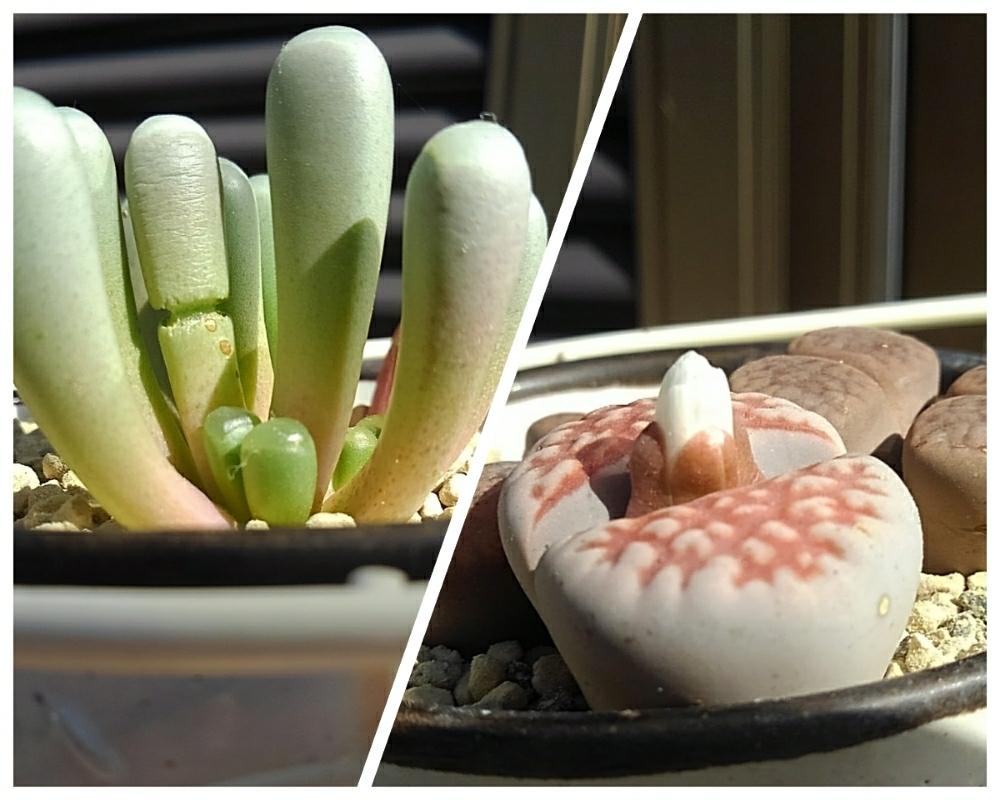 小さな庭の画像 by 環さん | 小さな庭とトップレッドと五十鈴玉と多肉植物と植中毒と多肉女子とタニラーと成長記録とメルカリ産と花のある暮らしとリトープス属とタニク初心者とメセンと環'sリトープスと五十鈴玉σ