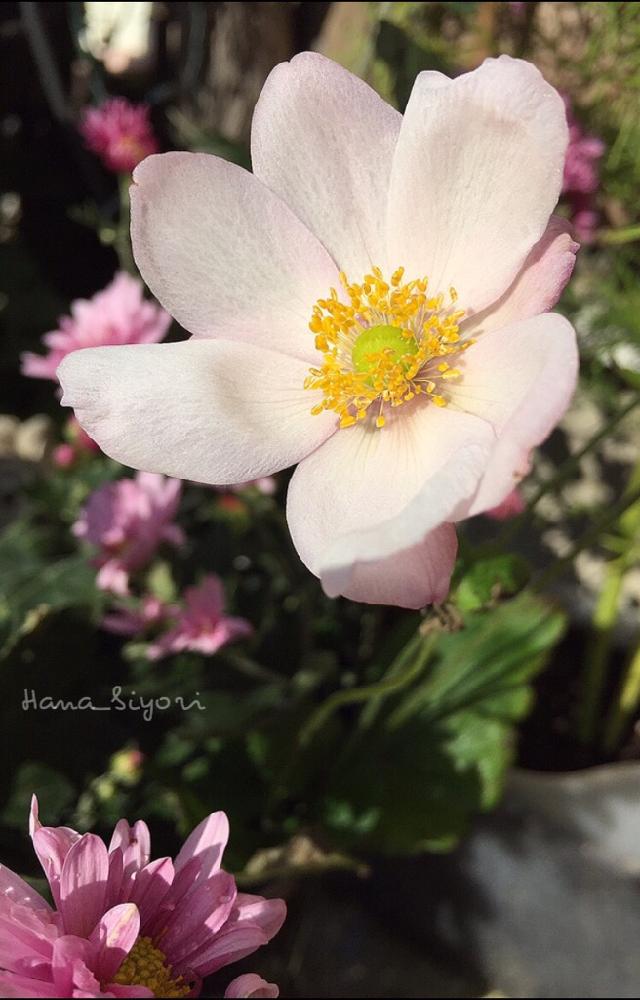 玄関の画像 by 花日和さん | 玄関とシュウメイギクとスマホ撮影と好きな花と元気になるー!と可愛いぞ!と癒されると心が潤う♡と楽しみ〜とテンション⤴︎とルンルン♪