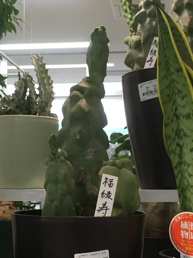 お出かけ先の画像 by うにこさん | お出かけ先と多肉植物とサボテン科と 柱サボテン と福禄寿♪