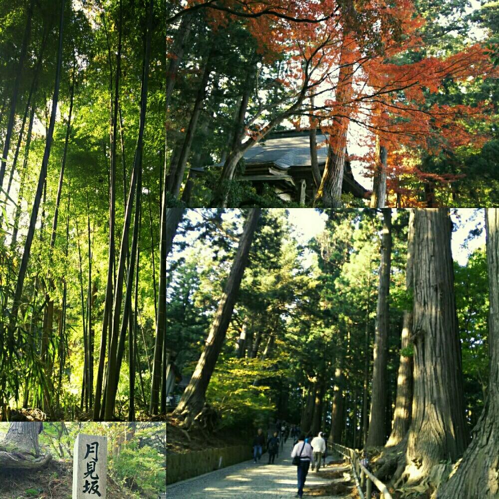 お出かけ先の画像 by キーコさん | お出かけ先とスギとオオモミジとタケとこんばんは!と世界遺産と紅葉のシーズンと私の癒し空間とキュンキュン乙女倶楽部No.54
