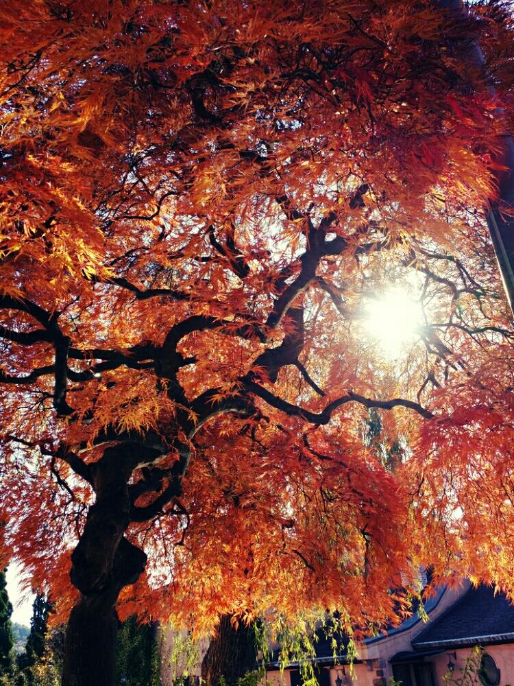 お出かけ先の画像 by aki~nakさん | お出かけ先と河口湖オルゴール館とありがとう❤️と秋晴れ☀といやされる♡とキレイ☆と今日の一枚と紅葉(こうよう)と行楽日和と花のある暮らしとあおぞらと自己満足´ω`*と『紅葉』コンテスト