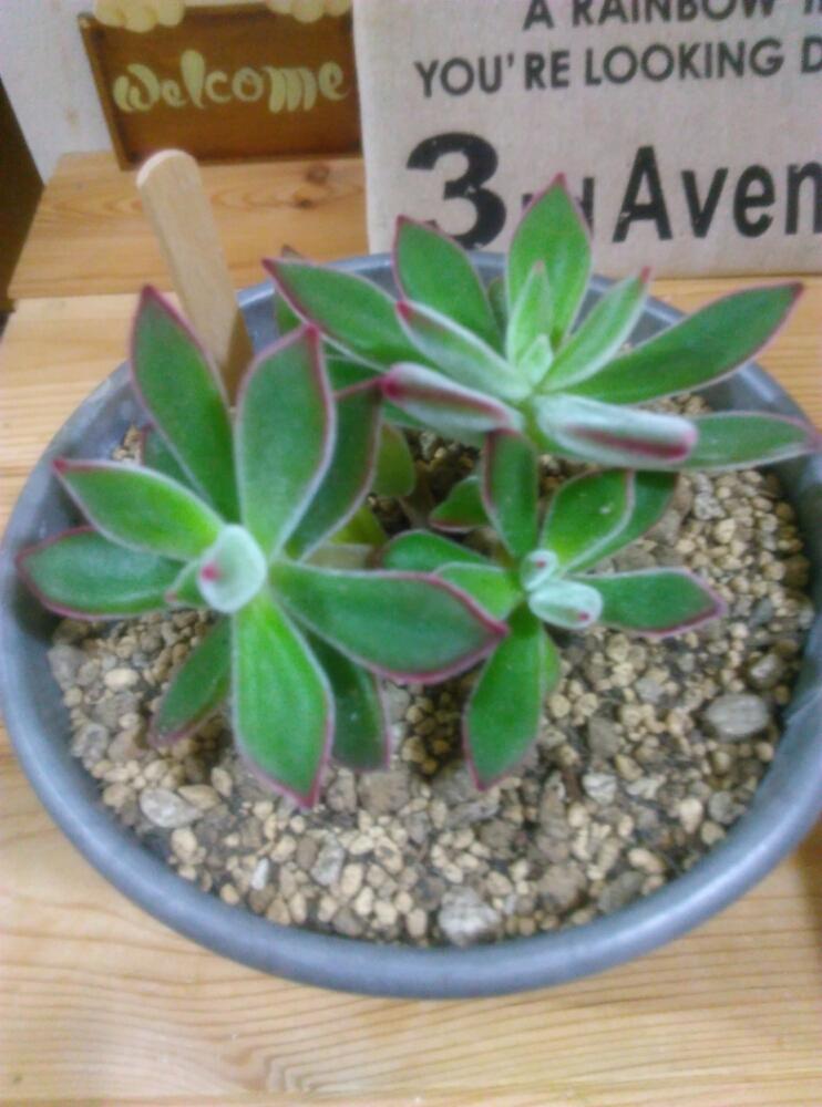 玄関の画像 by nanoさん | 玄関と多肉植物と植え替えと植中毒と通販多肉と可愛い植木鉢とタニラーと花のある暮らしと100均ブリキ鉢