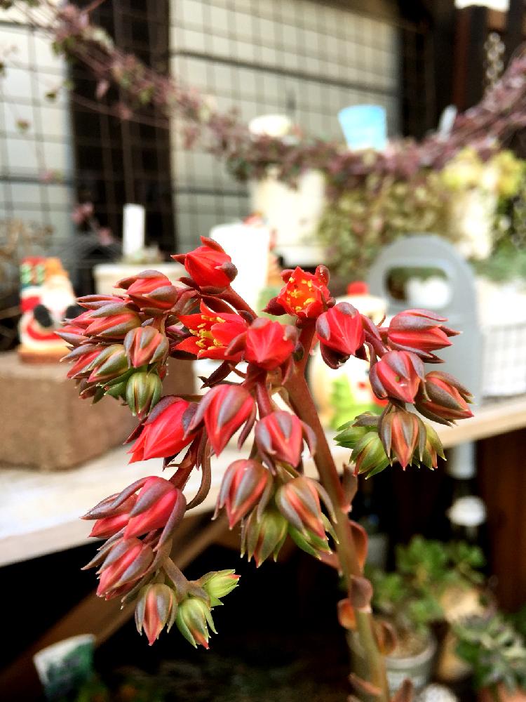 小さな庭の画像 by tirolchocoさん | 小さな庭と古紫の花と多肉植物とみどりのある暮らしと多肉ちゃんと古紫♡と綺麗と綺麗な朱色と可愛い