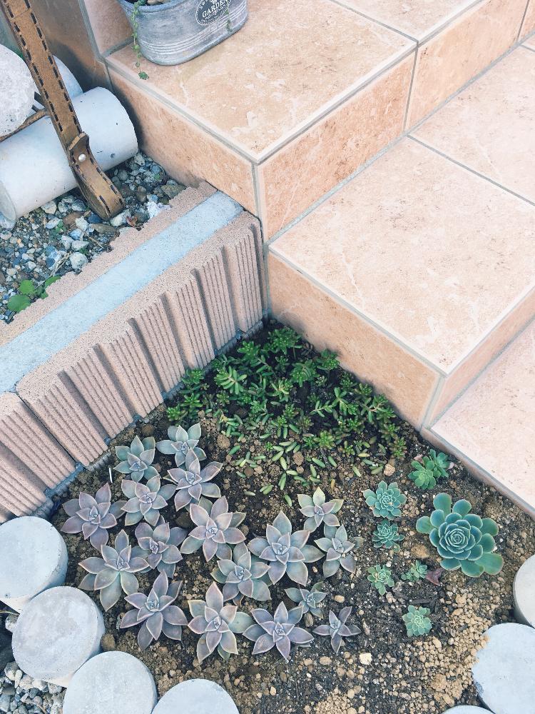 小さな庭の画像 by 夏恋さん | 小さな庭と多肉植物と 虹の玉と多肉植物雨ざらしと 朧月と 七福神と多肉超超初心者と多肉超初心者と多肉寄せ植えとタニク初心者と多肉初心者