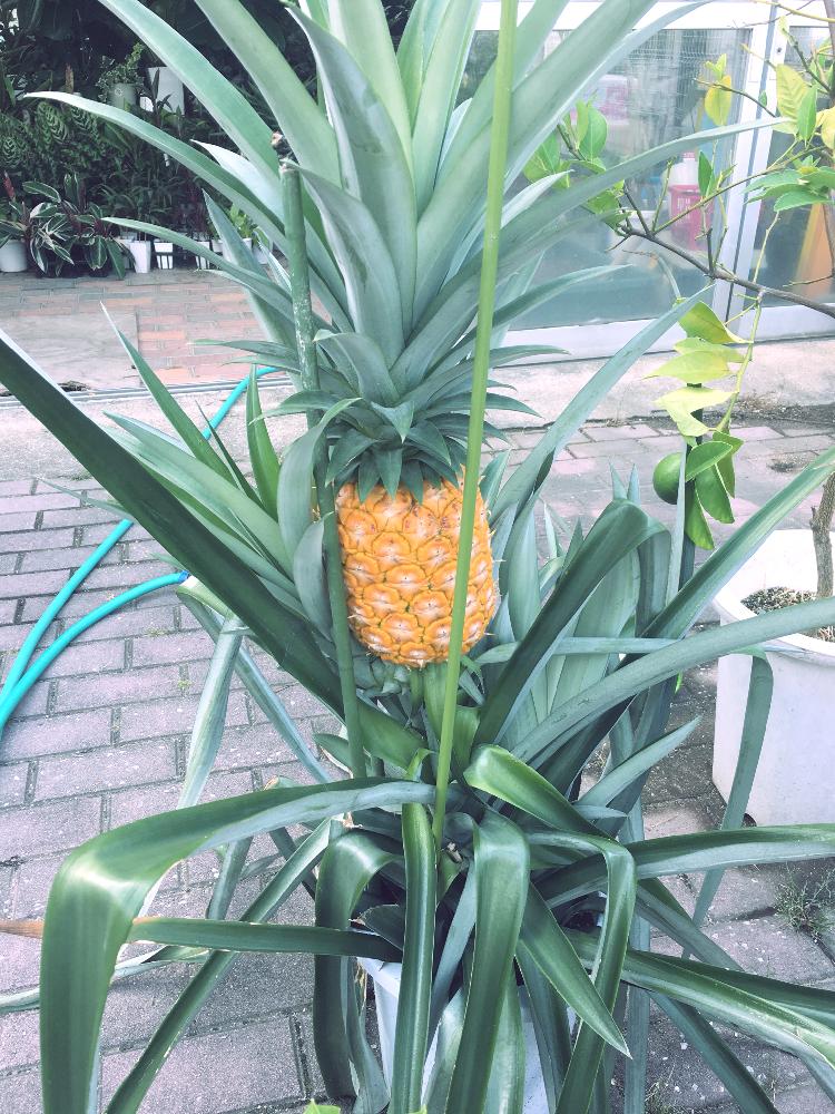 小さな庭の画像 by okiku chanさん | 小さな庭とパイナップルと自然と植中毒と パイナップルと巨大化とおいしそう✨