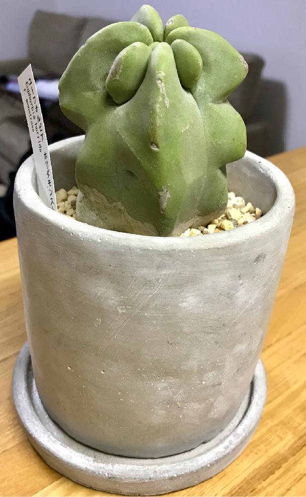 部屋の画像 by エレファンティペスさん | 部屋と福禄寿とロホセレウスと多肉植物とサボテン科とサボテン☆とロホセレウス属とガーデンガーデンと植中毒と大きくな〜れ!とタニラーと珍奇植物と福禄寿♪と多肉多肉多肉とバルコニスト