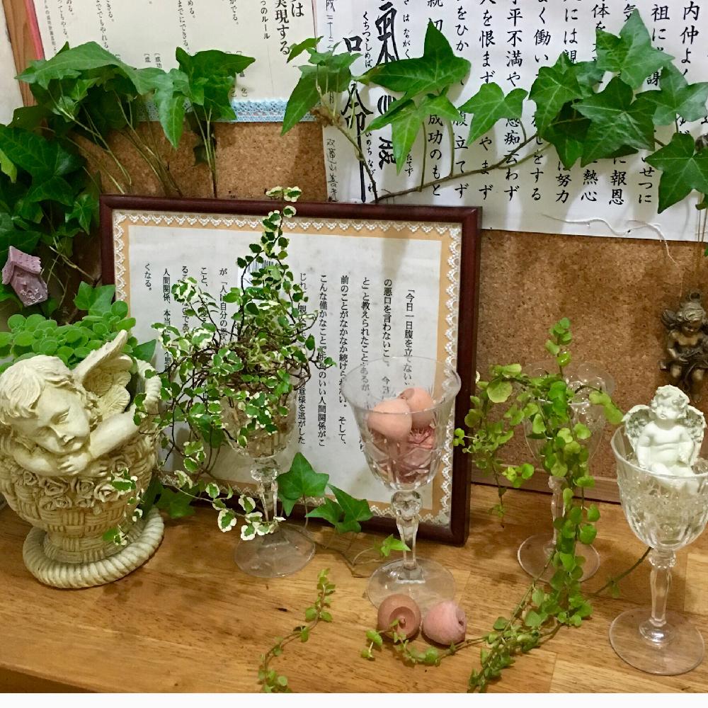 棚の画像 by miyuさん | 棚とアイビーとサキュレントとプミラとエンジェルと今日の1枚と花のある暮らしとトイレにグリーンとM World