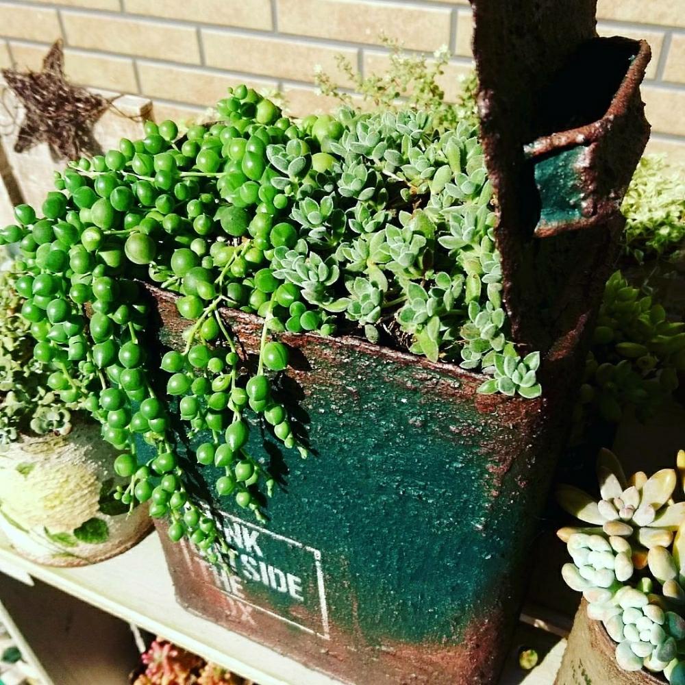 小さな庭の画像 by はちさん | 小さな庭と多肉植物とリメ缶とグリネと寄せ植えと可愛いと錆錆萌え萌え組と自作リメ缶とエンジンオイルリメ缶とレモータ♪