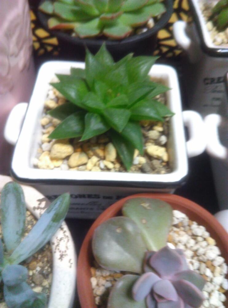 玄関の画像 by nanoさん | 玄関と玉緑と多肉植物と100均とハオルチア属と室内と冷え込みと植中毒と可愛い植木鉢とタニラーと軒下と雑貨Shopと花のある暮らしと100均ブリキ鉢と室内管理