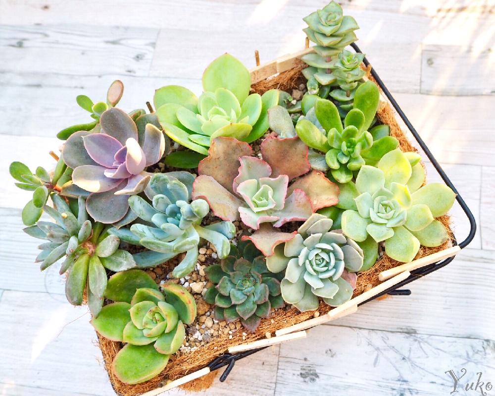 小さな庭の画像 by 遊さん | 小さな庭とカラフルと寄せ植えと秋だね~と植中毒と美しいと可愛い