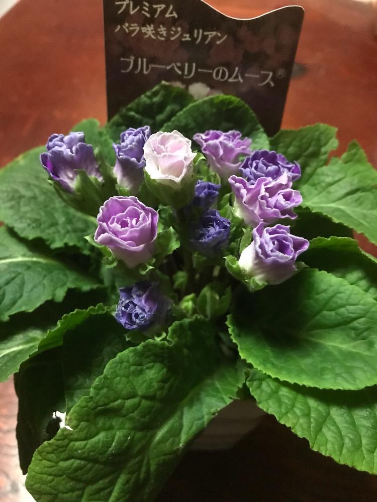 小さな庭の画像 by 紫 杜 慧さん | 小さな庭と薔薇咲きジュリアン ブルーベリームース