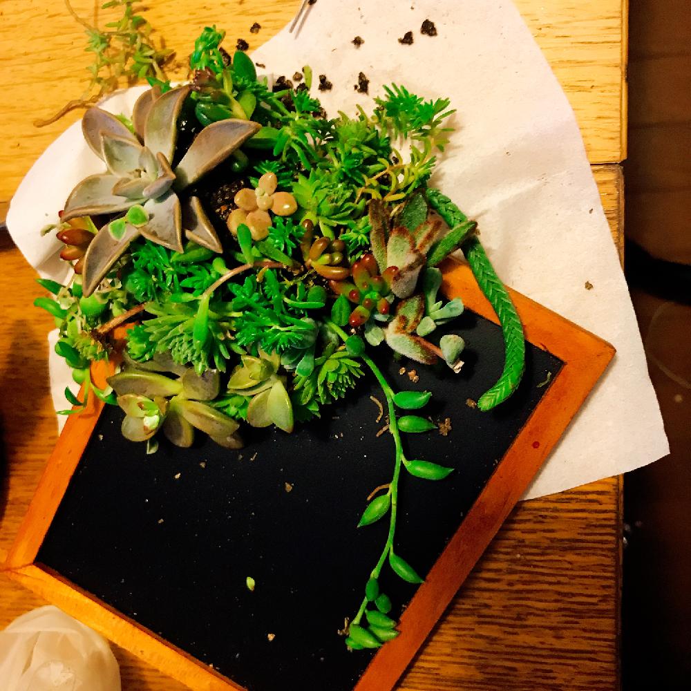 部屋の画像 by chihayanさん | 部屋と繁殖中と手を出しすぎとカット苗と寄せ植えと多肉植物寄せ植えとカット苗セットと植中毒とさぁ、繁殖するのだ!とタニラーと多肉カット苗と多肉寄せ植え