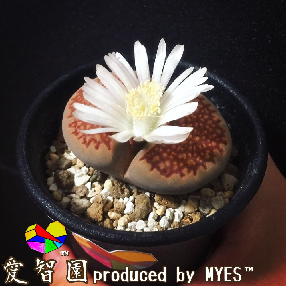 テラスの画像 by 愛智園 produced by MYES™️さん | テラスとリトープス巴里玉と愛智園と多肉植物とリトープス大型巴里玉と男前植物とボタニカルライフとメセンと多肉ちゃんと植中毒と冬型とリトープスさんと多肉植物とサボテンと女仙.とタニラーと個性的とアウトドアリビングとリトープス属とMYES™️と男前と玉型女仙とバルコニスト