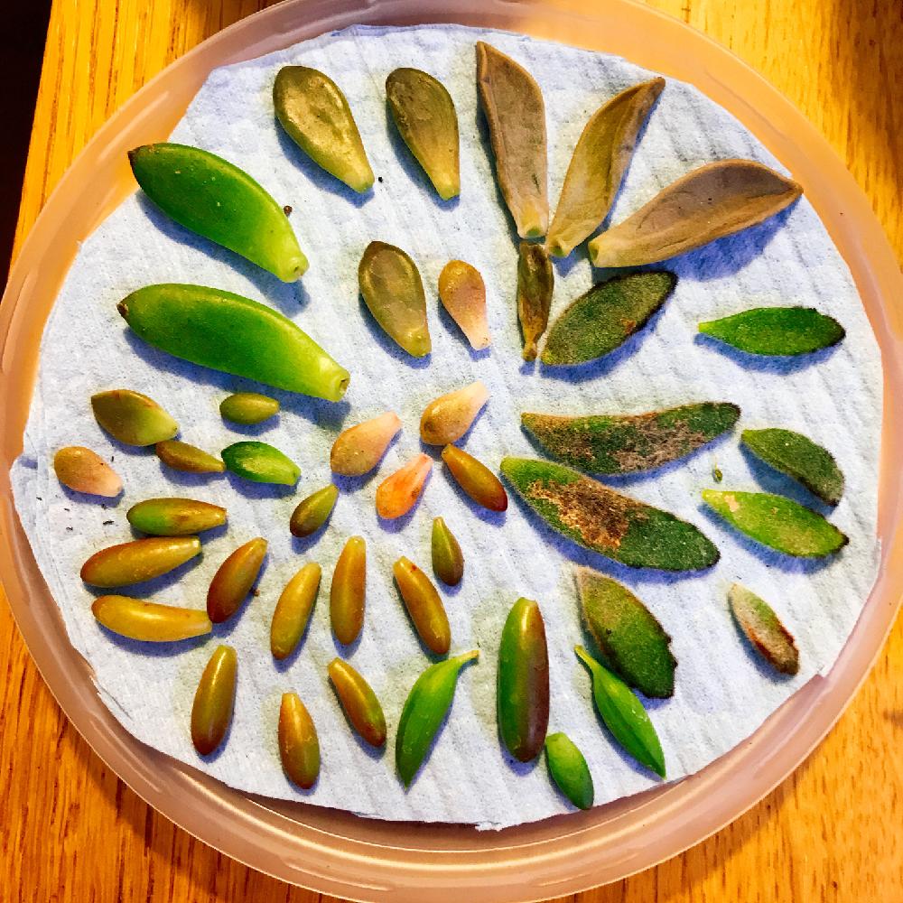 部屋の画像 by chihayanさん | 部屋と手を出しすぎとカット苗と寄せ植えと多肉植物寄せ植えとカット苗セットと植中毒とさぁ、繁殖するのだ!と多肉カット苗と多肉寄せ植えと葉挿し