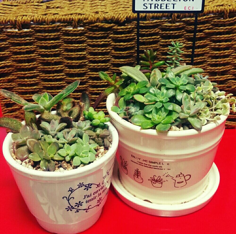 バルコニー/ベランダの画像 by popoyanさん | バルコニー/ベランダとベランダとカット苗ともけもけと寄せ植えと紅葉する多肉とウサギと葉挿しと多肉初心者