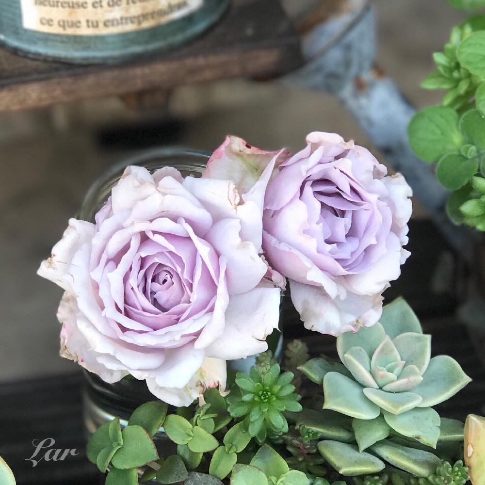 玄関の画像 by ラルさん | 玄関とルシファーとばら バラ 薔薇と『玄関のお迎え植物』フォトコンテストと植中毒と花のある暮らしとバラ・ミニバラ