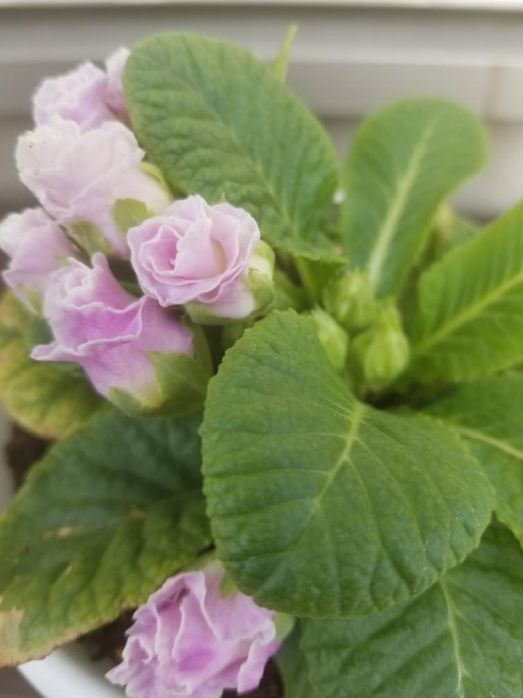小さな庭の画像 by BelindaRosaさん | 小さな庭と薔薇咲きジュリアン♪キャンディマジックと乙女心☆とドラマチックとカラーサンドとドライフラワーと幻想的とお手入れ不要と植物標本と日高市と鶴ヶ島市とカルチャー講師とプリザーブド フラワーと川越市と癒されるとシンデレラシューとブーケとハーバリウムフレグランスディフューザーと花のある暮らしとライトアップとお花とアロマハーバリウムランプとかわいいな♡とハーバリウムとお花好きと小さなおまけ付きとワークショップ