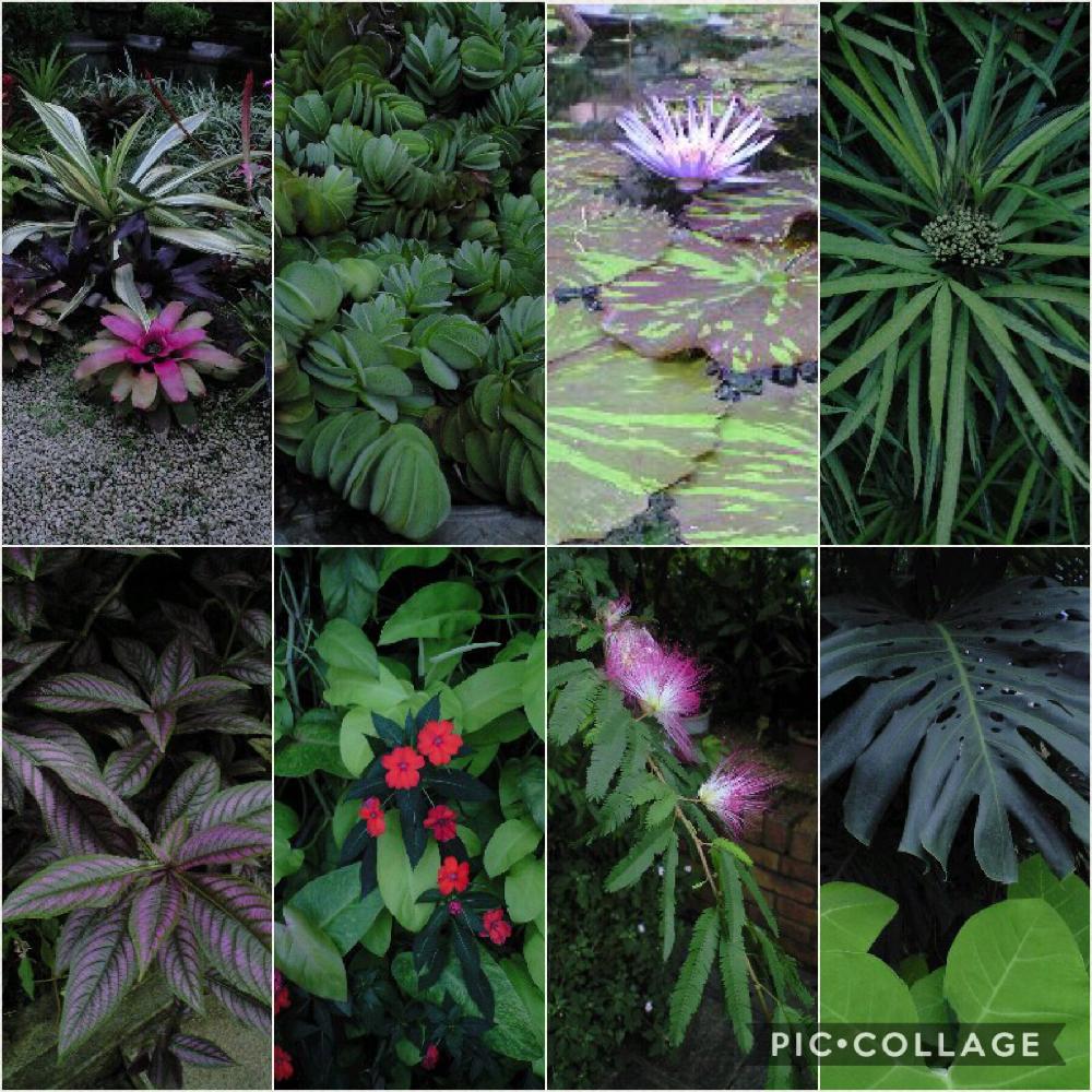 お出かけ先の画像 by ニャンコビームさん | お出かけ先と観葉植物とインテリアグリーンとNO GREEN NO LIFE