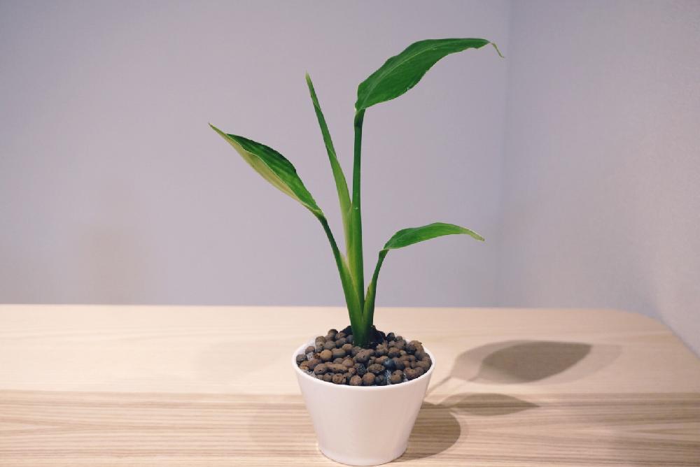 インテリアの画像 by ASCIIさん | インテリアとストレチアと観葉植物と観察記録とダイソーと初心者と植中毒とストレチア属とダイソー産