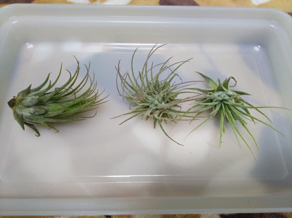 部屋の画像 by Ryoさん | 部屋とイオナンタと着生植物とボタニカルライフと植中毒と緑のある暮らしとチランジア属とイオナンタ万歳同盟( ゚∀゚)人(゚∀゚ )とエアプランツとインテリアグリーンとエアープランツ/チランジア