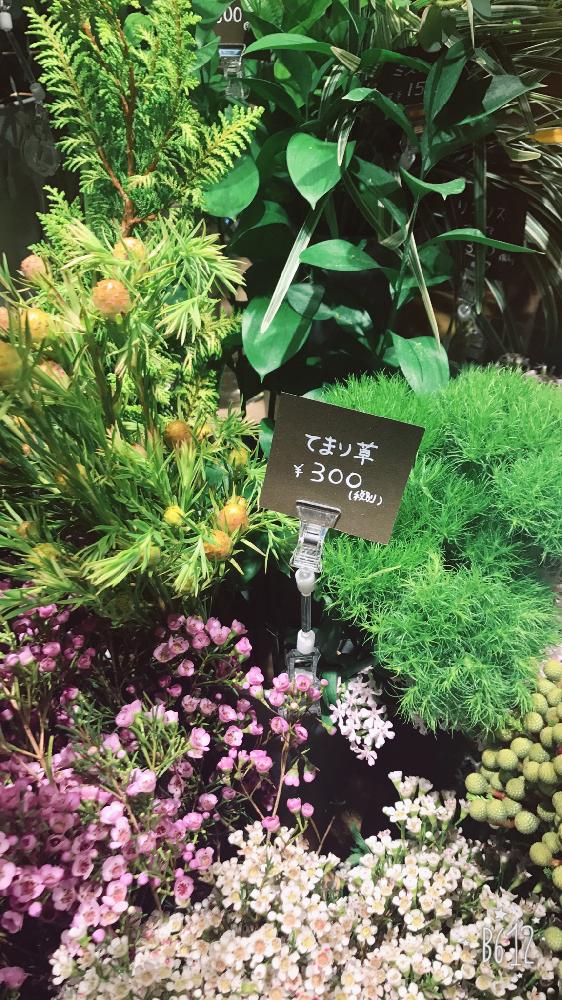 お出かけ先の画像 by なちさん | お出かけ先とてまり草とみどりのある暮らしと初心者とno green no lifeと植中毒と緑のある暮らしと可愛いと花のある暮らしとかわいいな♡とアウトドアリビングとお花屋さんと切り花とインテリアグリーンとグリーンと素敵とバルコニスト