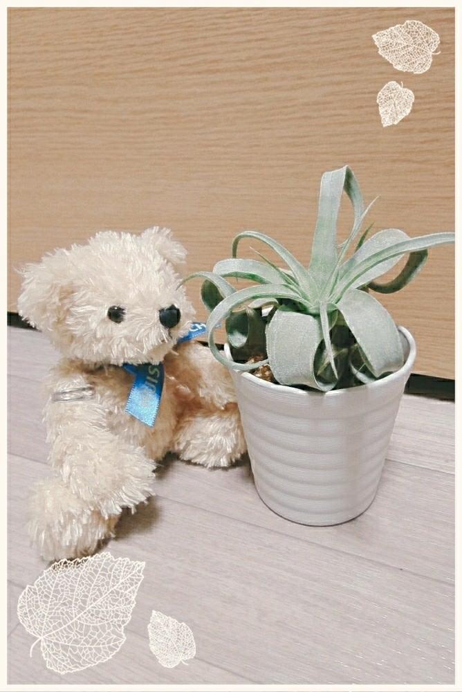 部屋の画像 by 西やんさん | 部屋と初心者ですと観葉植物とコラボと相変わらず馬鹿とマイペースとチランジア属と可愛いと成長しました‼︎と自由投稿とエアープランツ/チランジア