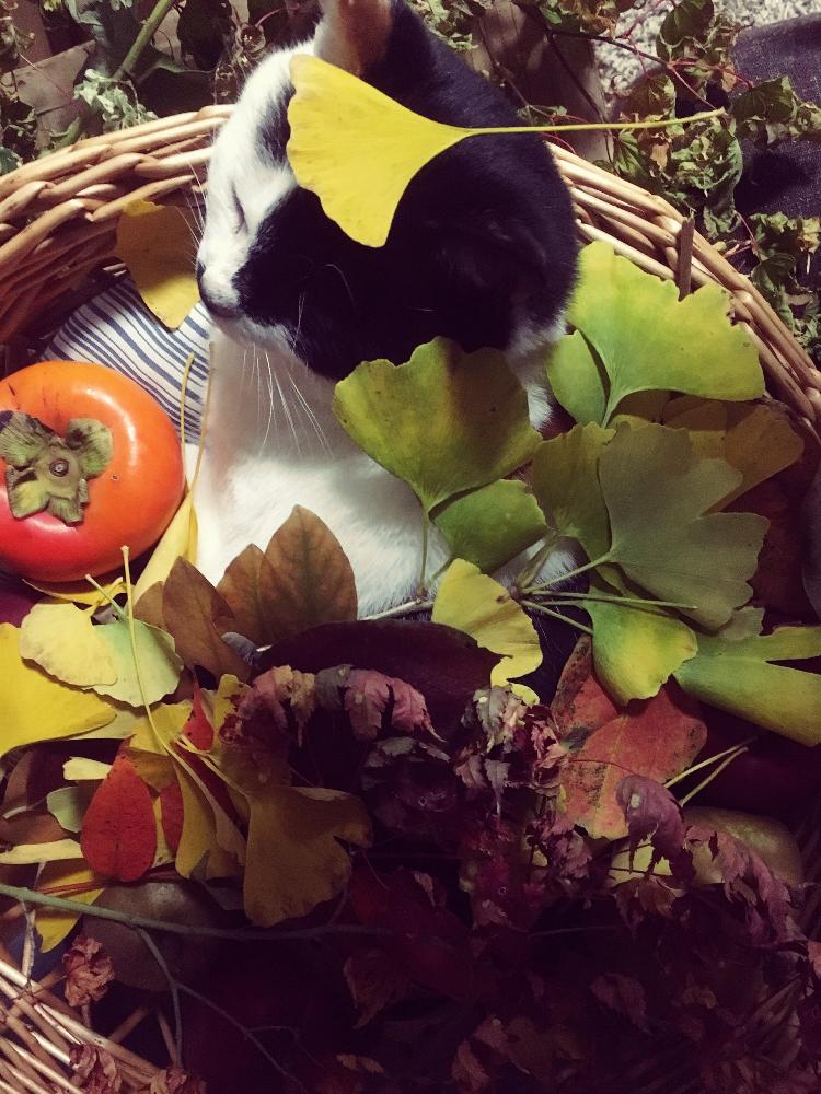 テラスの画像 by acco☆sunさん | テラスとネコのいる暮らしと秋の訪れと『紅葉』コンテストと多肉なネコと植物と秋の味覚と植中毒とねこ愛が止まらないと紅葉(こうよう)とハーブのある暮らしとネコと植物と可愛いとネコとのりたまと秋の実とアウトドアリビングとグリーンとバルコニスト